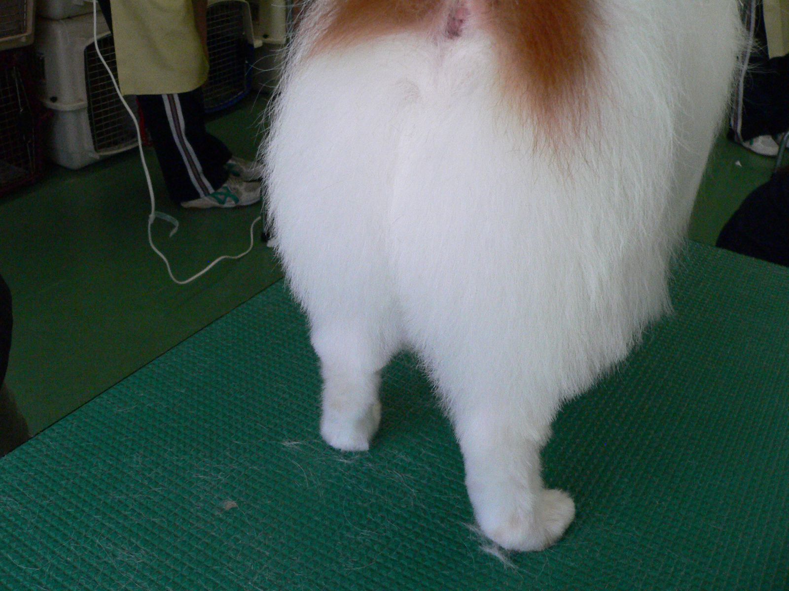 １２月の一番人気は、動物看護(^^♪