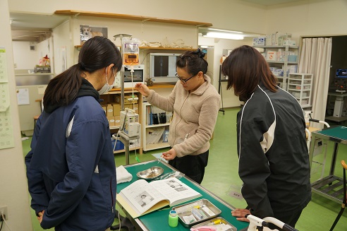 通信教育の学び方 動物看護士 | ペット専門通信資格の【日本ケンネルカレッジ】