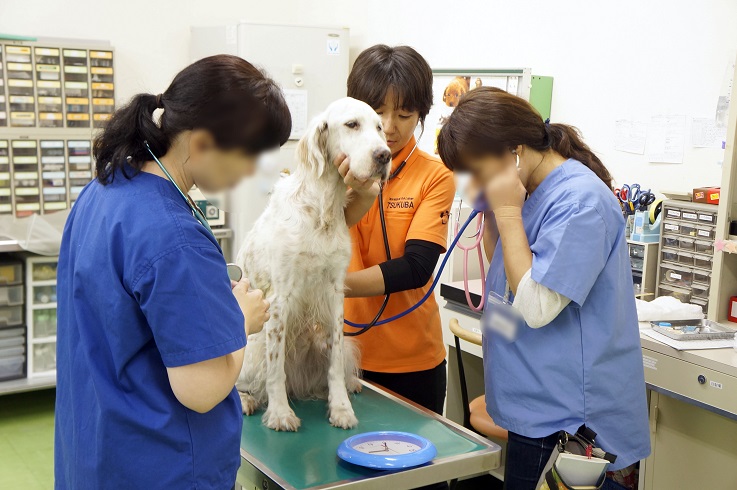 通信教育の学び方 動物看護士 | ペット専門通信資格の【日本ケンネルカレッジ】