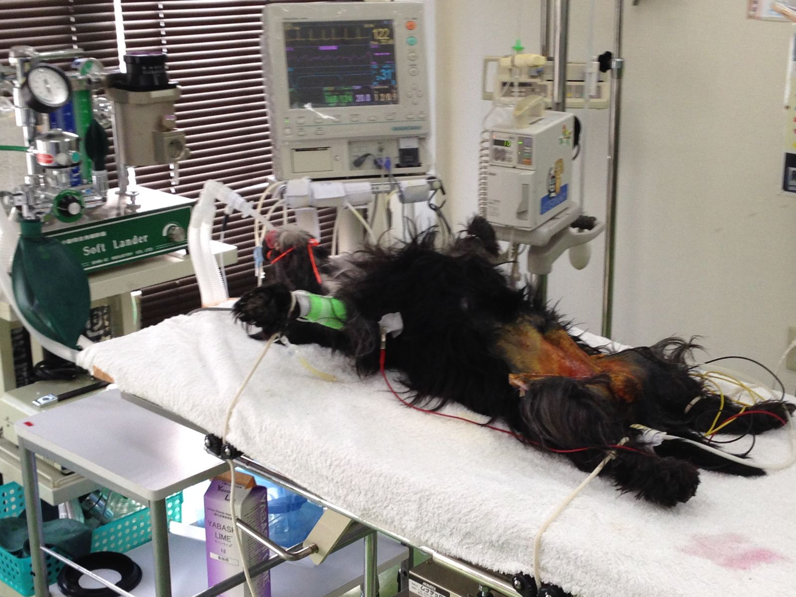 実技スク―リング　動物看護士Ａ級のようすです！